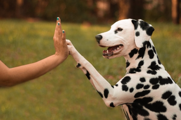 Dalmation and owner high-fiving with hand to paw in a field