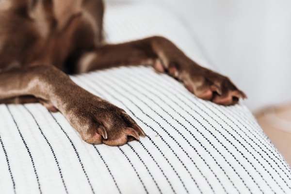 Close-up of a brown dog's paws and toenails