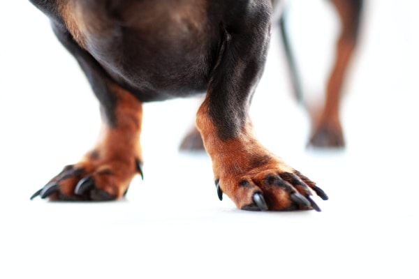 Dachshund with very long black toenails