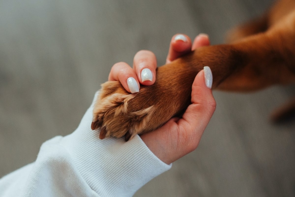 Owner holding her dog's paw