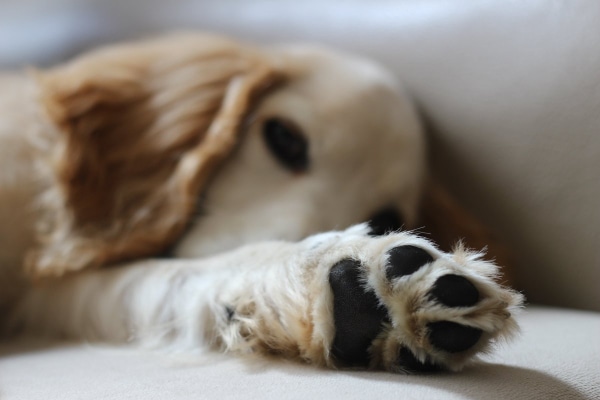 Spaniel lying on the couch with the bottom of his front paw facing forward