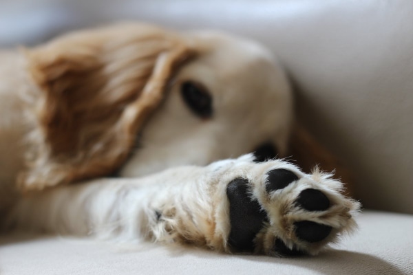 Dog Paw Anatomy 101 (Plus 7 Paw Problems) - Dr. Buzby's ToeGrips