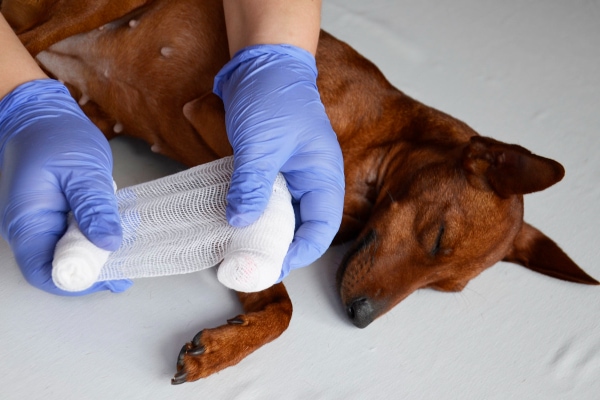 Dog getting their foot bandaged