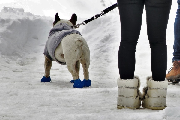 Dog wearing paw boots out in the snow as protection from foot pad injuries