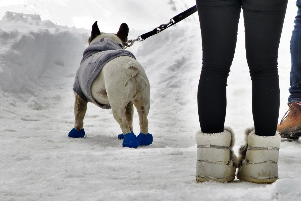 Dog foot injury clearance boot