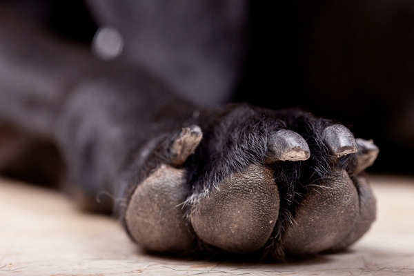 Dog cut open outlet paw pad