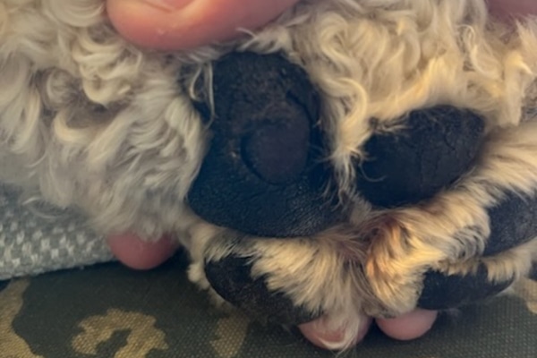 Dog Paw Pad Injury: What to Do for Flaps, Burns, Cuts, & More - Dr. Buzby's  ToeGrips for Dogs