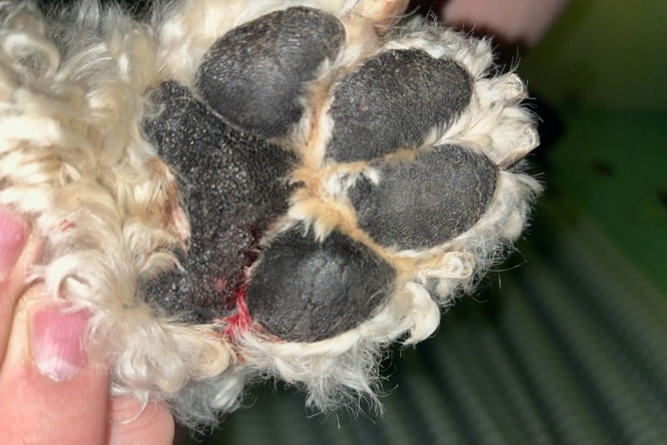 Dog paw pad with some bleeding seen