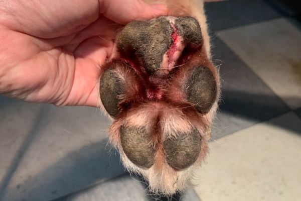 Close up of a dog's paw with a paw pad cut