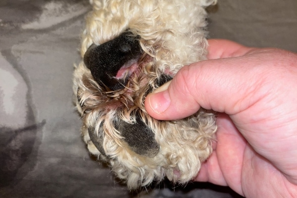 Dog's paw pad with a cut