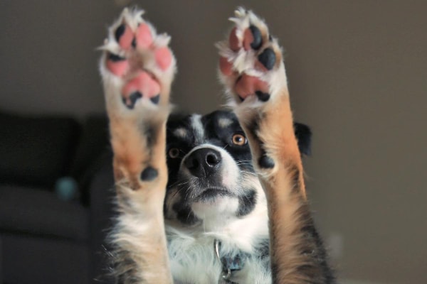 Dog with his pawpads up in the air