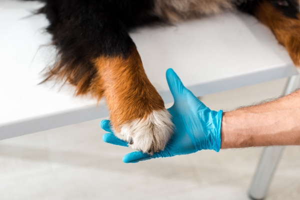 Veterinarian examining a dog's paw