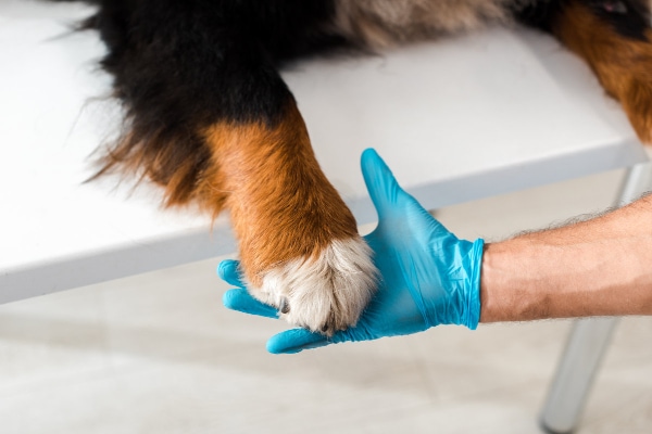 Liquid bandage on dog paw clearance pad