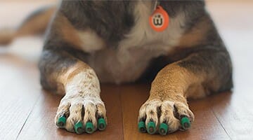 Close-up of a senior dog's front paws wearing green ToeGrips dog nail grips to avoid slipping and lying on a hardwood floor