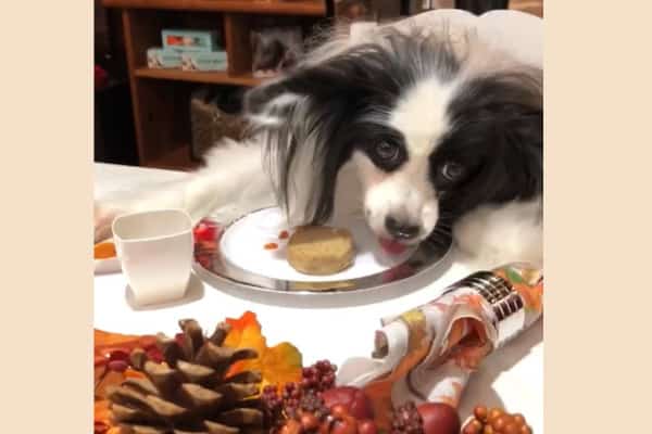 dog at table for Pawsgiving, photo 