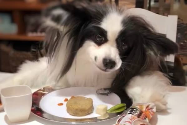 dog sitting at thanksgiving table, photo