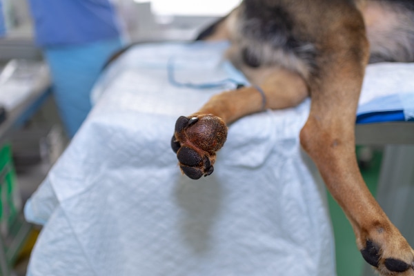 Close-up view of a tumor on the paw of a dog