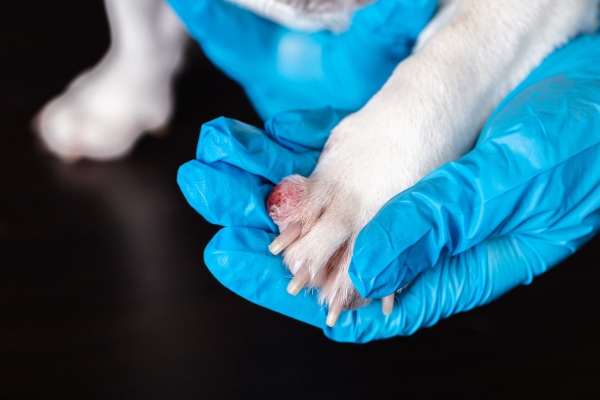 Close-up of a tumor on the paw of a dog