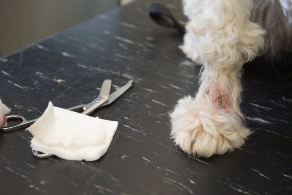Dog's paw and leg with stitches in the paw after a paw tumor biopsy