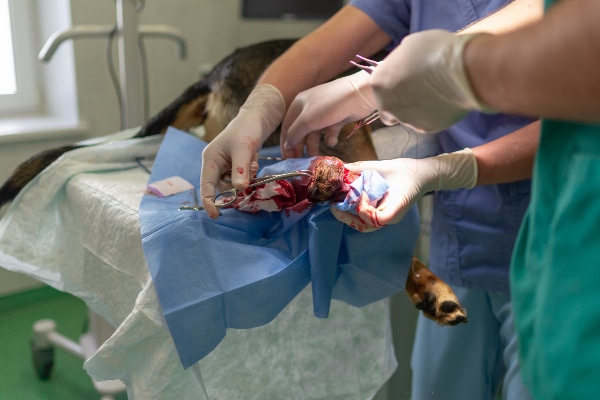 Veterinary surgeon removing a tumor from a dog's paw