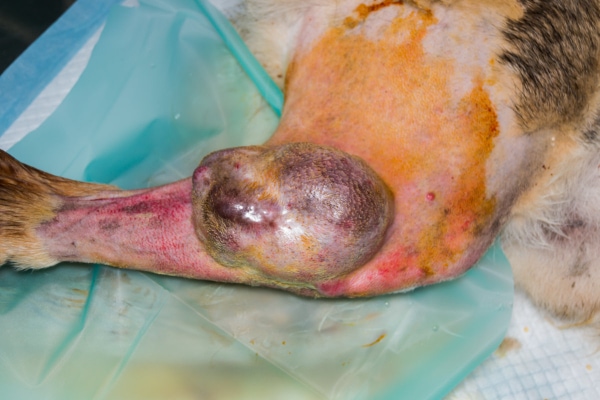 Large tumor on the leg of a dog
