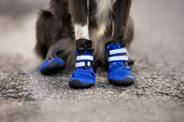 Border Collie wearing bulky, blue boots, photo