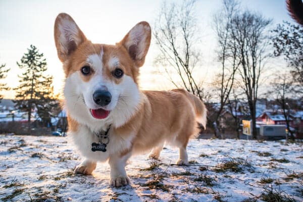 Corgi outside in the snow, photo