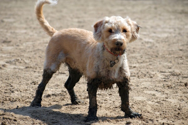 Terrier Mix covered in mud up to his underbelly, photo