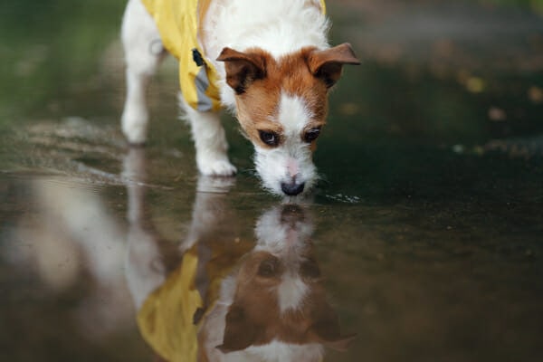 Jack Russell Terrier wearing a yellow raincoat and drinking from a puddle, photo
