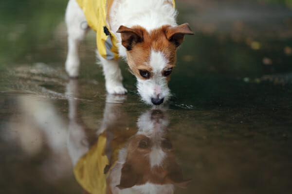 Pawz dog boots outlet cut off circulation