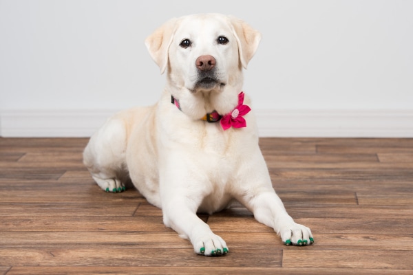 Yellow Lab wearing green Dr. Buzby's Toe Grips as a product to make TPLO recovery easier