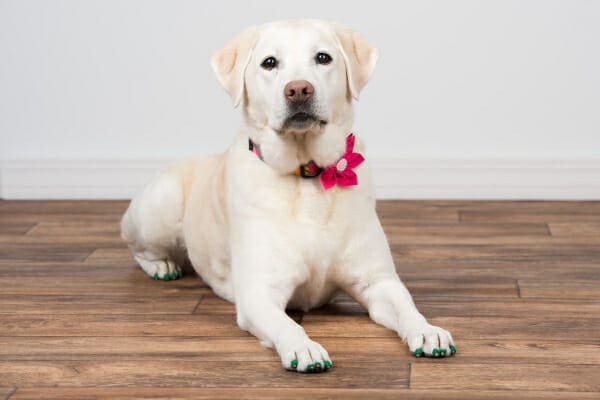 Yellow Lab on hardwood flooring, wearing Dr. Buzby's Toe Grips (r), photo