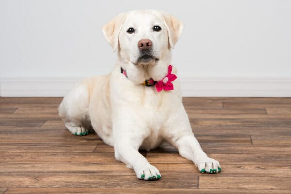 Dog Boots: 7 Truths Dogs Wish You Knew - Dr. Buzby's ToeGrips for Dogs