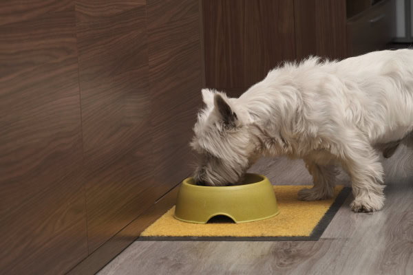 Dog drinking from a water bowl