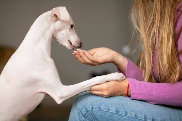 Owner giving her dog a pepcid pill
