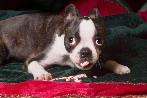 Boston Terrier puppy eating peppermint stick
