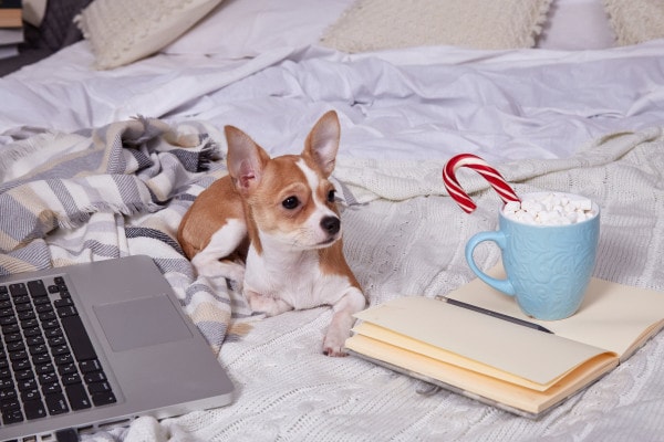 Chihuahua sitting on the bed looking at owner's hot coca with peppermint stick