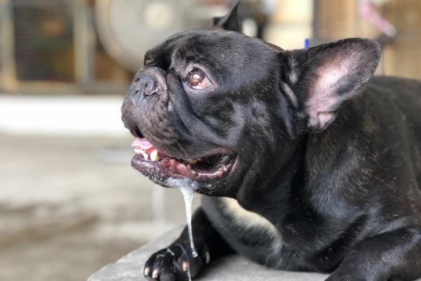 French Bulldog heavily drooling from peppermint ingestion