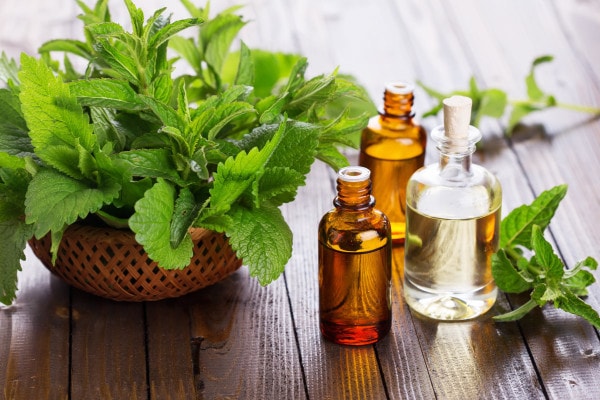 Peppermint plants and oils sitting on the table