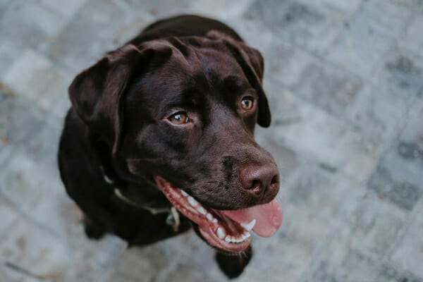 Chocolate lab sitting on the patio, photo