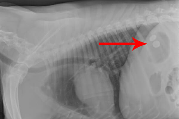 X-ray of a dog's chest, showing two pepto bismol tablets in the stomach. The pepto bismol tablets in dogs can look like metal objects or coins on X-ray