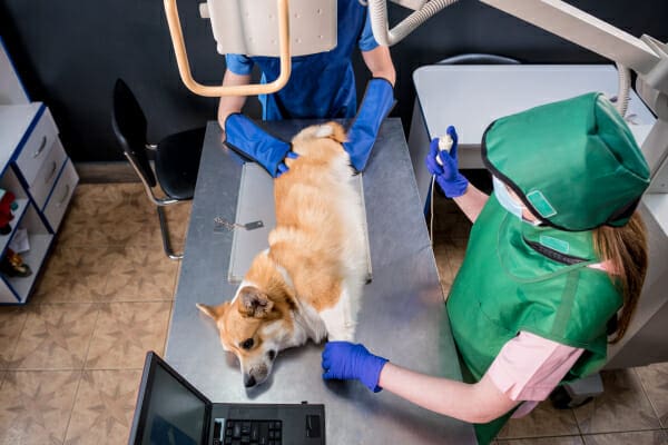 Corgi on a metal table, having his radiograph taken, photo