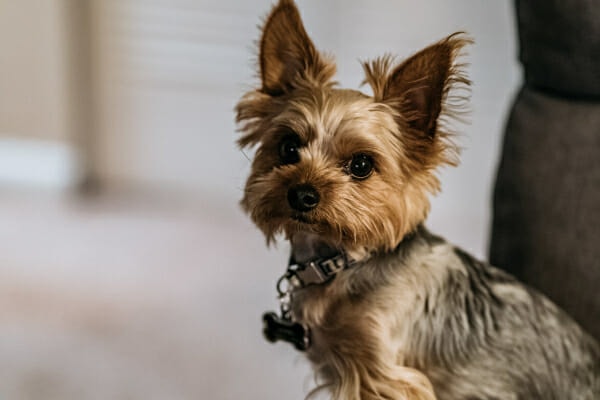 Yorkshire Terrier sitting in the living room, photo