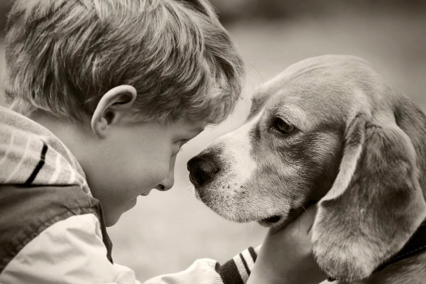 Boy scratching his senior dog behind the ears