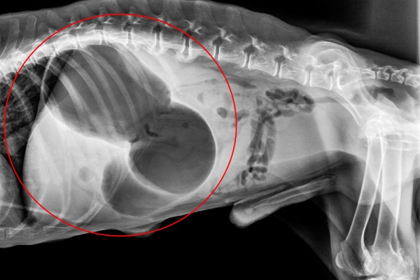 X-ray showing bloat with GDV