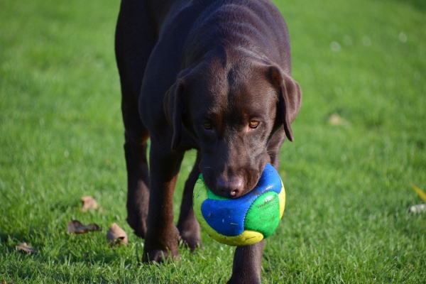Labrador playing with his ball after gastropexy