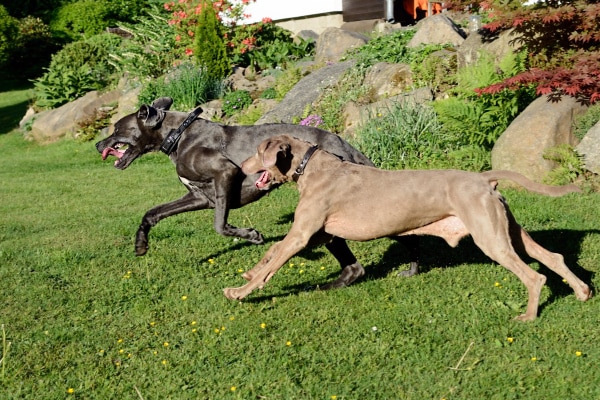 Two dogs running and playing together.
