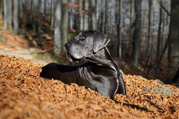 Great Dane lying down in autumn leaves
