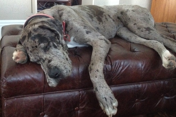 Great Dane sleeping on an ottoman 