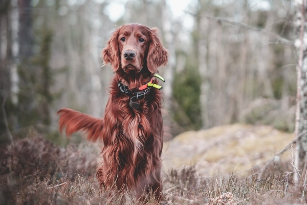 Irish Setter, a breed more prone to GDV and thus prophylactic gastropexy, dog standing in the woods